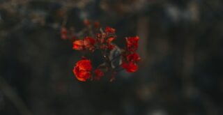 MOODY tone